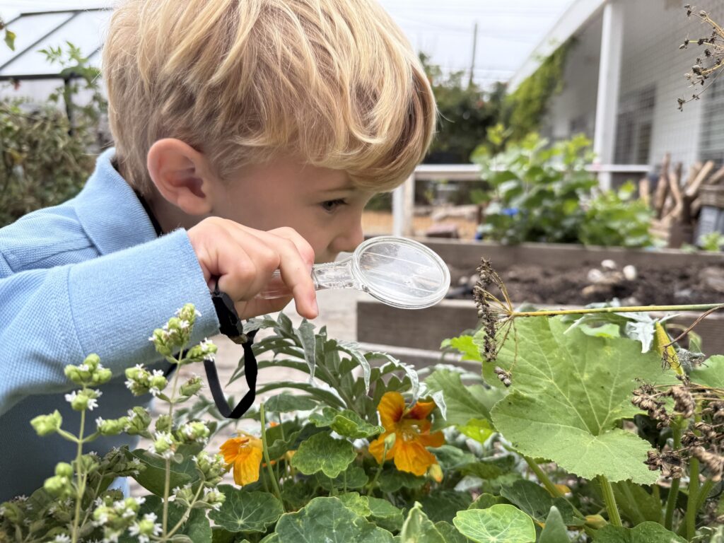 A preschooler examining a flower with a magnifying glass