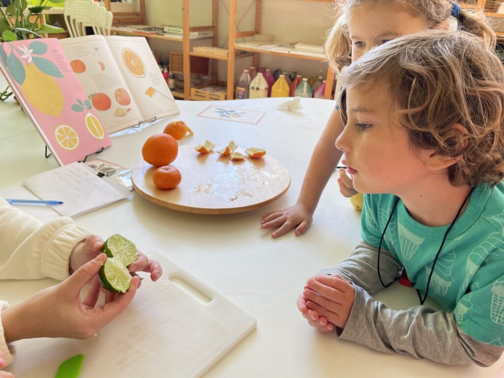 A preschooler preparing citrus fruit at a table