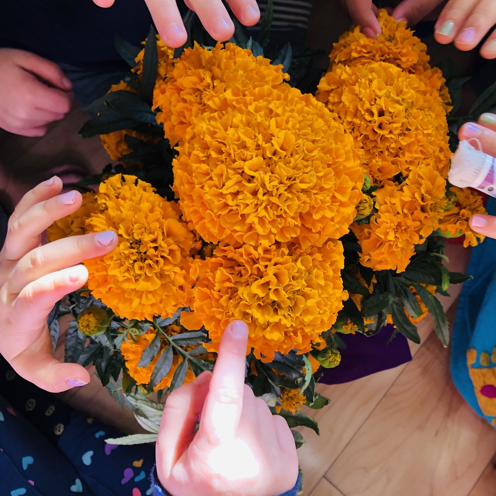 Children's hands gathered around a bunch of orange marigolds